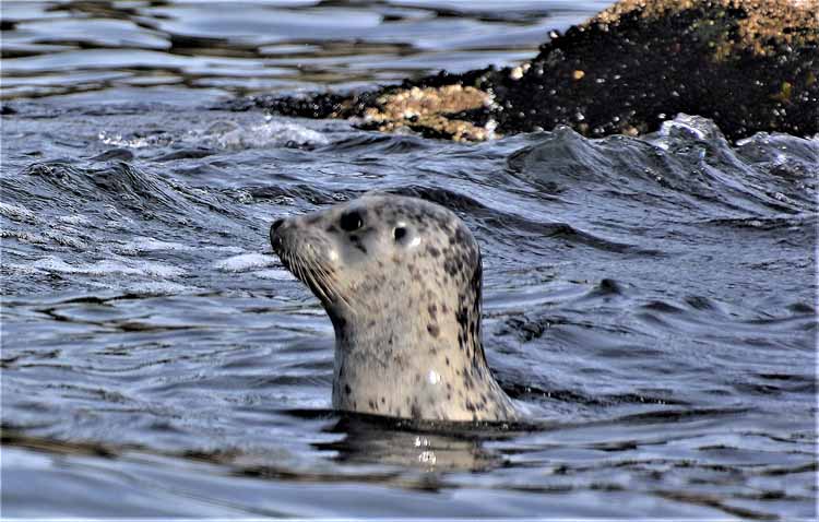 sea lion